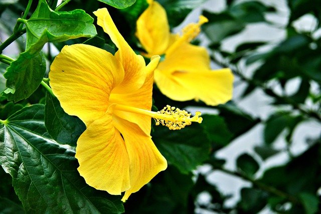 Free download yellow flowers yellow hibiscus free picture to be edited with GIMP free online image editor
