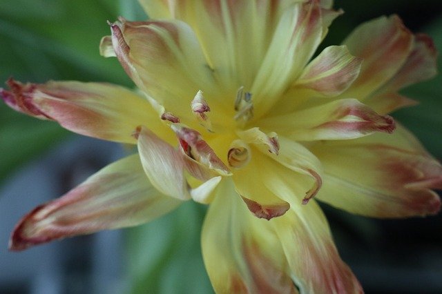 Download gratuito Yellow Flower Tulip - foto o immagine gratuita da modificare con l'editor di immagini online di GIMP