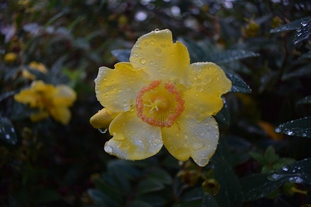 Yellow Flower Water 무료 다운로드 - 무료 사진 또는 김프 온라인 이미지 편집기로 편집할 수 있는 사진