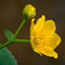 Yellow flower with yellow stamen  screen for extension Chrome web store in OffiDocs Chromium