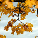 Yellow foliage  screen for extension Chrome web store in OffiDocs Chromium