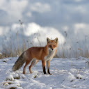 Yellow fox in the middle of winter  screen for extension Chrome web store in OffiDocs Chromium