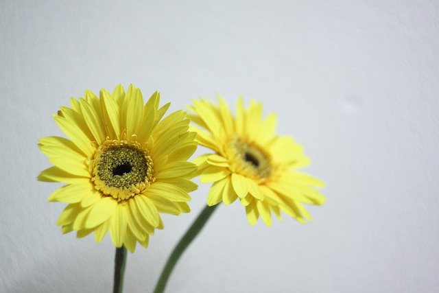 Free download yellow gerbera helios 44m7 gerbera free picture to be edited with GIMP free online image editor