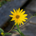 Yellow Grass Flower  screen for extension Chrome web store in OffiDocs Chromium Yellow Grass Flower  screen for extension Chrome web store in OffiDocs Chromium