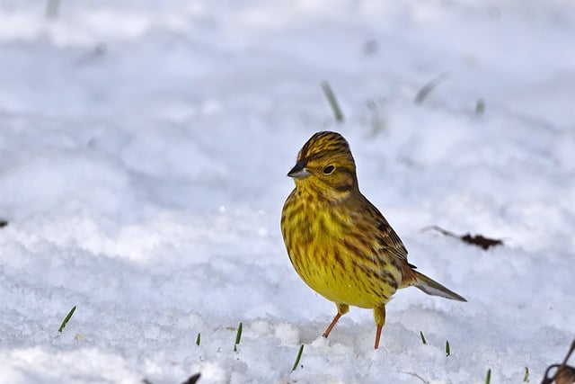 Free download yellowhammer bird animal passerine free picture to be edited with GIMP free online image editor