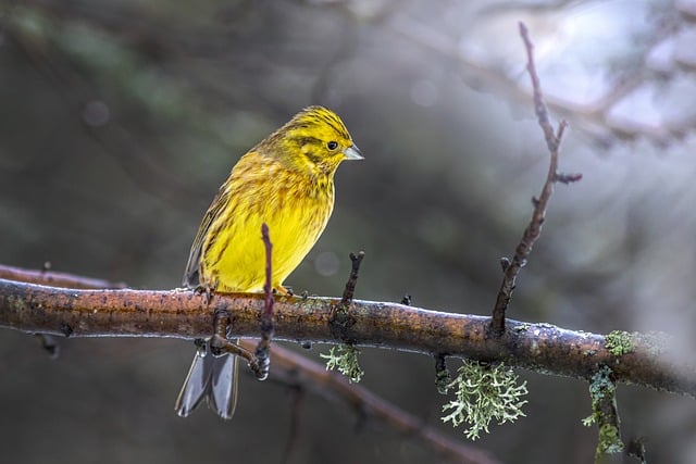 Free download yellowhammer bird snow animal free picture to be edited with GIMP free online image editor
