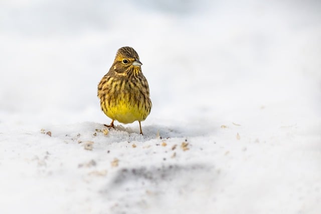 Free download yellowhammer birds perched animal free picture to be edited with GIMP free online image editor