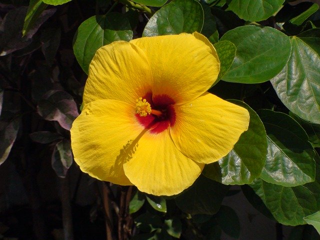 Download grátis Yellow Hawaii Flower - foto ou imagem grátis para ser editada com o editor de imagens online GIMP