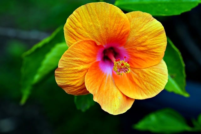 Free download yellow hibiscus flower hibiscus free picture to be edited with GIMP free online image editor