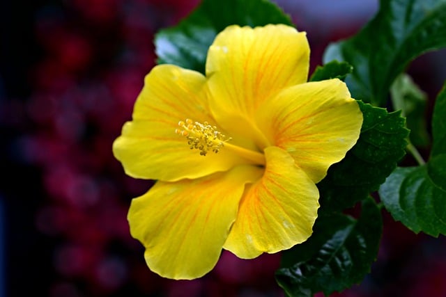 Free download yellow hibiscus hibiscus free picture to be edited with GIMP free online image editor