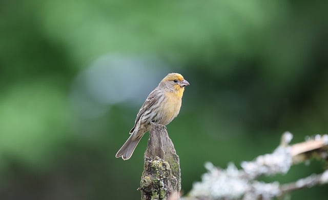 Free download yellow house finches nature bird free picture to be edited with GIMP free online image editor