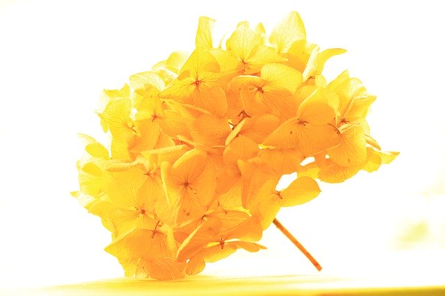 Muat turun percuma Yellow Hydrangea Nature - foto atau gambar percuma untuk diedit dengan editor imej dalam talian GIMP