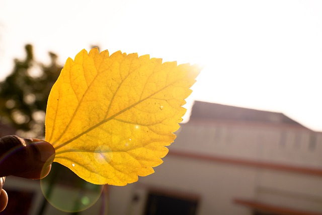 Free download yellow leaf autumn leaf nature free picture to be edited with GIMP free online image editor