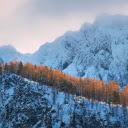 Yellow leaf forest  screen for extension Chrome web store in OffiDocs Chromium