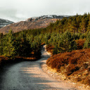 yellow leaf road  screen for extension Chrome web store in OffiDocs Chromium