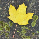 Yellow leaves and moss  screen for extension Chrome web store in OffiDocs Chromium