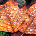 Yellow leaves and stagnant water  screen for extension Chrome web store in OffiDocs Chromium