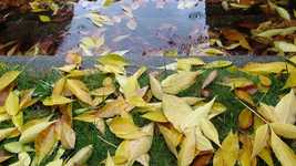 Free download Yellow Leaves Rain Nature -  free video to be edited with OpenShot online video editor