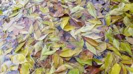 Free download Yellow Leaves Rain Wet -  free video to be edited with OpenShot online video editor