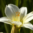 Yellow lilies bloom  screen for extension Chrome web store in OffiDocs Chromium