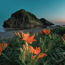 Yellow lilies on the sea  screen for extension Chrome web store in OffiDocs Chromium