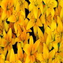 Yellow Lilies Theme  screen for extension Chrome web store in OffiDocs Chromium