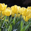 Yellow lily  screen for extension Chrome web store in OffiDocs Chromium