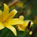 Yellow Lily Branch  screen for extension Chrome web store in OffiDocs Chromium