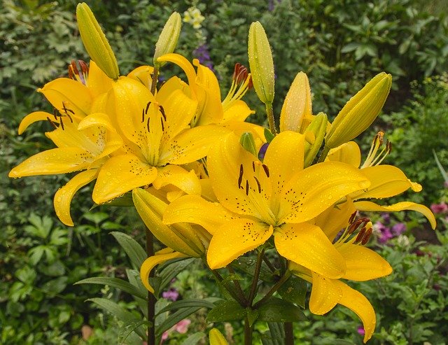 Unduh gratis Yellow Lily Summer Flower - foto atau gambar gratis untuk diedit dengan editor gambar online GIMP