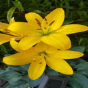 Yellow Lily wallpaper  screen for extension Chrome web store in OffiDocs Chromium