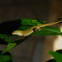 Yellow Lizard  screen for extension Chrome web store in OffiDocs Chromium