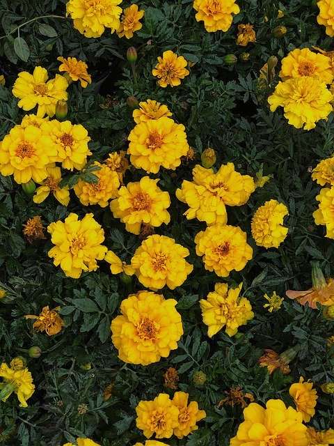 Téléchargement gratuit de Yellow Marigold Marigolds - photo ou image gratuite à éditer avec l'éditeur d'images en ligne GIMP