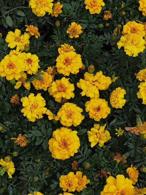 Download gratuito Yellow Marigold Marigolds - foto o immagine gratuita da modificare con l'editor di immagini online di GIMP