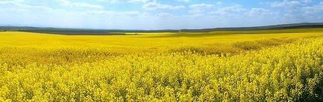 Скачать бесплатно Желтый луг Пейзаж - бесплатное фото или изображение для редактирования с помощью онлайн-редактора изображений GIMP