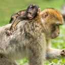 Yellow monkey mother  screen for extension Chrome web store in OffiDocs Chromium