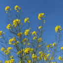 Yellow mustard flower branches  screen for extension Chrome web store in OffiDocs Chromium