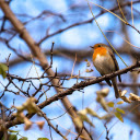 Yellow necked bird  screen for extension Chrome web store in OffiDocs Chromium