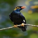 yellow necked starling wallpaper  screen for extension Chrome web store in OffiDocs Chromium