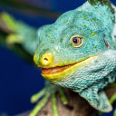 Yellow nosed lizard  screen for extension Chrome web store in OffiDocs Chromium