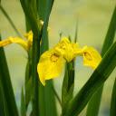 Yellow orchids  screen for extension Chrome web store in OffiDocs Chromium