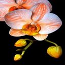 yellow orchid wallpaper  screen for extension Chrome web store in OffiDocs Chromium