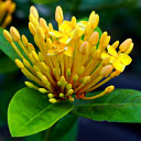 Yellow peonies bloom  screen for extension Chrome web store in OffiDocs Chromium