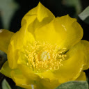 Yellow Petals  screen for extension Chrome web store in OffiDocs Chromium