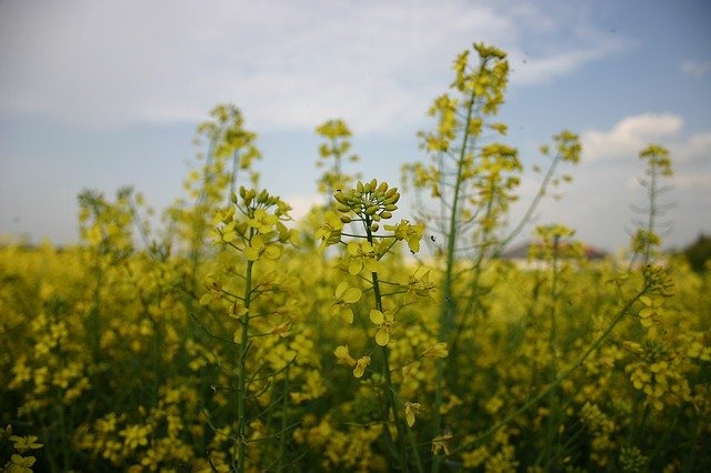 Free download Yellow Plant Rapeseed -  free photo or picture to be edited with GIMP online image editor