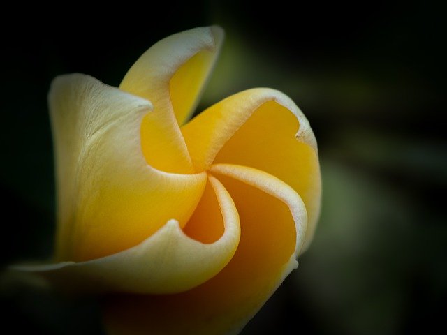 Kostenloser Download Gelbe Plumeria-Blume - kostenloses Foto oder Bild zur Bearbeitung mit GIMP Online-Bildbearbeitung