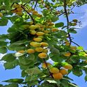 yellow plum tree wallpaper  screen for extension Chrome web store in OffiDocs Chromium
