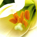 Yellow pollen  screen for extension Chrome web store in OffiDocs Chromium
