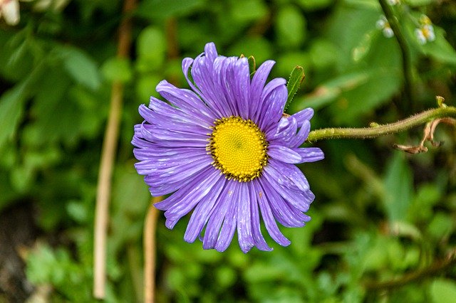 Gratis download Yellow Purple Flower - gratis foto of afbeelding om te bewerken met GIMP online afbeeldingseditor