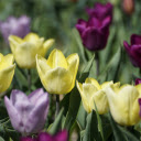 Yellow Purple Tulips  screen for extension Chrome web store in OffiDocs Chromium