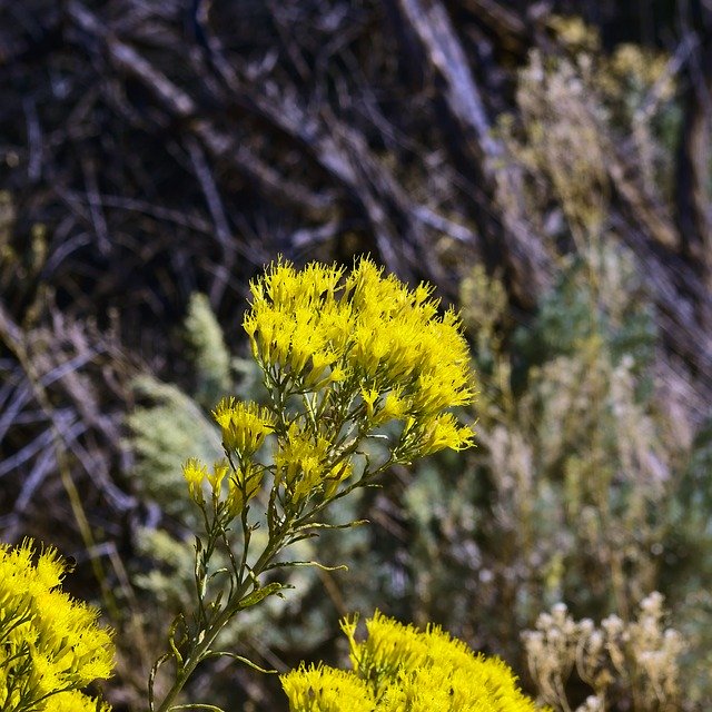 Free download Yellow Rabbitbrush Desert -  free photo or picture to be edited with GIMP online image editor